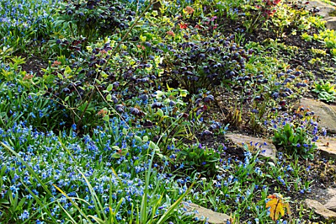 MORTON_HALL_WORCESTERSHIRE_SPRING_THE_STROLL_GARDEN_WOODLAND_PLANTING_OF_SCILLA_SIBERICA_AND_HELLEBO