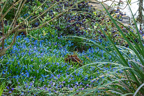 MORTON_HALL_WORCESTERSHIRE_SPRING_THE_STROLL_GARDEN_WOODLAND_PLANTING_OF_SCILLA_SIBERICA_AND_HELLEBO