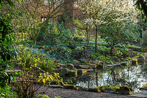 MORTON_HALL_WORCESTERSHIRE_CHERRY_TREE_HELLEBORES_AND_SCILLA_SIBERICA_IN_SPRING_BESIDE_THE_POND_WATE
