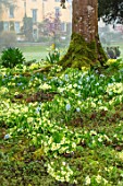 ABLINGTON MANOR, GLOUCESTERSHIRE: PRIMROSES ON BANK WITH THE MANOR HOUSE BEHIND. COUNTRY, GARDEN, SPRING, PUSCHKINIA SCILLOIDES, BLOOMS, BULBS, YELLOW, FLOWERS, PRIMULA VULGARIS