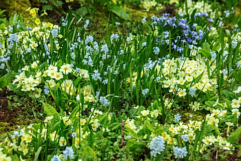 ABLINGTON_MANOR_GLOUCESTERSHIRE_WOODLAND_WITH_YELLOW_PRIMROSES_MOSS_AND_PUSCHKINIA_SCILLOIDES_SHADE_