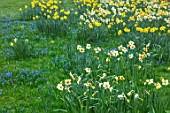 ABLINGTON MANOR, GLOUCESTERSHIRE: GRAS WITH SCILLAS AND DAFFODILS. NARCISSUS, NARCISSI, BULBS, FLOWERS, BLOOMS, LAWN