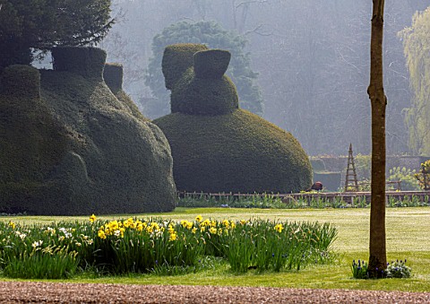 ABLINGTON_MANOR_GLOUCESTERSHIRE_LAWN_WITH_CLIPPED_YEW_TOPIARY_PHEASANT_COUNTRY_GARDEN_SPRING_ENGLISH