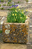 ABLINGTON MANOR, GLOUCESTERSHIRE: STONE TERRACE AND TROUGH WITH NARCISSUS HAWERA. SPRING, ENGLISH, GARDEN, COUNTRY, DAFFODILS, PATIO, BULBS, CONTAINER