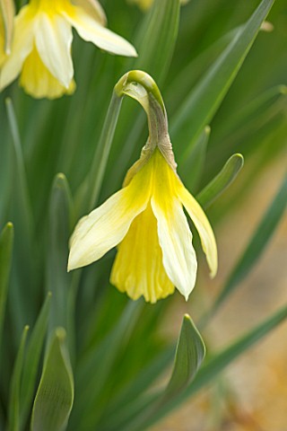 ABLINGTON_MANOR_GLOUCESTERSHIRE_CLOSE_UP_PLANT_PORTRAIT_OF_THE_YELLOW_FLOWER_OF_NARCISSUS_HAWERA_SPR