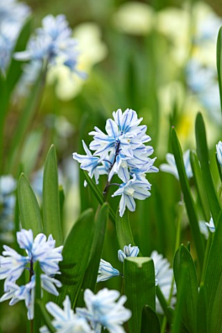 ABLINGTON_MANOR_GLOUCESTERSHIRE_CLOSE_UP_PLANT_PORTRAIT_OF_THE_BLUE_AND_WHITE_FLOWER_OF_PUSCHKINIA_S