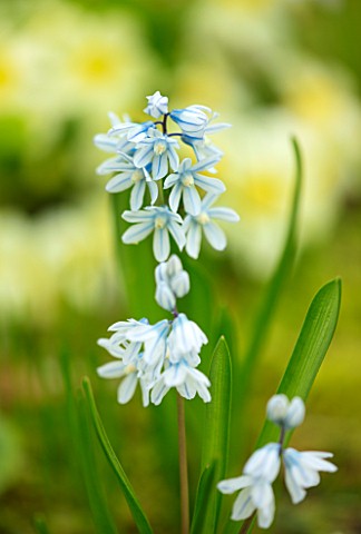 ABLINGTON_MANOR_GLOUCESTERSHIRE_CLOSE_UP_PLANT_PORTRAIT_OF_THE_BLUE_AND_WHITE_FLOWER_OF_PUSCHKINIA_S