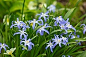 ABLINGTON MANOR, GLOUCESTERSHIRE: CLOSE UP PLANT PORTRAIT OF THE BLUE AND WHITE FLOWERS OF CHIONODOXA LUCILIAE. SPRING, BULBS, BLOOM, BULB, GLORY OF THE SNOW