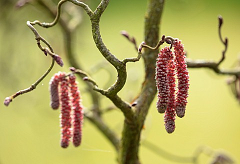 ABLINGTON_MANOR_GLOUCESTERSHIRE_CLOSE_UP_PLANT_PORTRAIT_OF_THE_RED_CATKINS_OF_CORYLUS_AVALLENA_CONTO