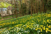 ABLINGTON MANOR, GLOUCESTERSHIRE: DAFFODILS ON THE HILLSIDE ABOVE THE MANOR. NARCISSUS, NARCISSI, SPRING, FLOWERS, YELLOW, BLOOMS, COUNTRY, GARDEN, ENGLISH