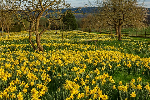 FELLEY_PRIORY_NOTTINGHAMSHIRE_FIELD_OF_DAFFODILS_BESIDE_THE_PRIORY_SPRING_MARCH_ENGLISH_COUNTRY_GARD
