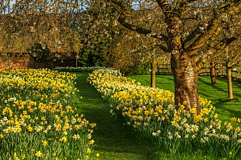 FELLEY_PRIORY_NOTTINGHAMSHIRE_FIELD_OF_DAFFODILS_BESIDE_THE_PRIORY_SPRING_MARCH_ENGLISH_COUNTRY_GARD