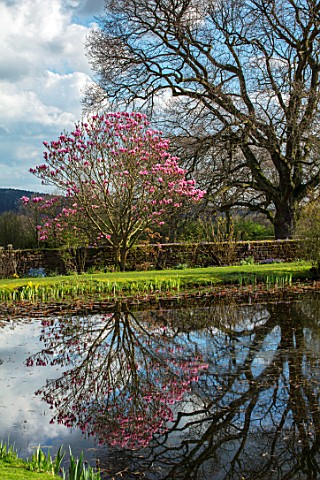 FELLEY_PRIORY_NOTTINGHAMSHIRETHE_POND_IN_SPRING_WITH_MAGNOLIA_STAR_WARS_PINK_TREE_FLOWERS_BLUE_SKY_W