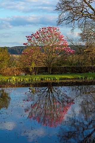 FELLEY_PRIORY_NOTTINGHAMSHIRETHE_POND_IN_SPRING_WITH_MAGNOLIA_STAR_WARS_PINK_TREE_FLOWERS_BLUE_SKY_W