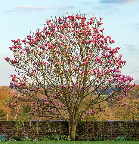 FELLEY_PRIORY_NOTTINGHAMSHIRE_MAGNOLIA_STAR_WARS_PINK_TREE_FLOWERS_ENGLISH_COUNTRY_GARDEN_SPRING
