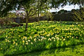 FELLEY PRIORY, NOTTINGHAMSHIRE: CLIPPED YEW TOPIARY HEDGE, MEADOW, DAFFODILS, NARCISSI, YELLOW, FLOWERS, GRASS, BLOOMS, BLOOMING, BULBS