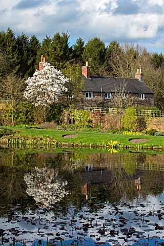 FELLEY_PRIORY_NOTTINGHAMSHIRETHE_POND_IN_SPRING_WITH_WHITE_MAGNOLIA_TREE_FLOWERS_BLUE_SKY_WATER_ENGL