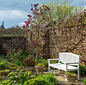 FELLEY PRIORY, NOTTINGHAMSHIRE: WALLED GARDEN WITH WHITE WOODEN BENCH, SEAT AND PINK MAGNOLIA BLACK TULIP. TREE, SPRING, ENGLISH, COUNTRY, GARDEN, FLOWERS, BLOOMS