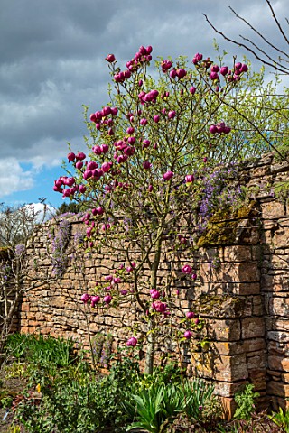 FELLEY_PRIORY_NOTTINGHAMSHIRE_WALLED_GARDEN_WITH_PINK_MAGNOLIA_BLACK_TULIP_TREE_SPRING_ENGLISH_COUNT