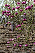 FELLEY PRIORY, NOTTINGHAMSHIRE: WALLED GARDEN WITH PINK MAGNOLIA BLACK TULIP. TREE, SPRING, ENGLISH, COUNTRY, GARDEN, FLOWERS, BLOOMS