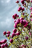 FELLEY PRIORY, NOTTINGHAMSHIRE: PINK FLOWERS OF MAGNOLIA BLACK TULIP. TREE, SPRING, ENGLISH, COUNTRY, GARDEN, BLOOMS