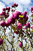 FELLEY PRIORY, NOTTINGHAMSHIRE: PINK FLOWERS OF MAGNOLIA BLACK TULIP. TREE, SPRING, ENGLISH, COUNTRY, GARDEN, BLOOMS