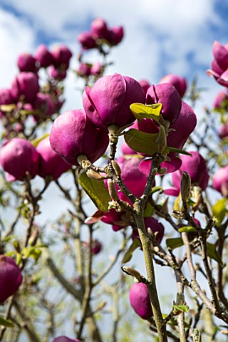 FELLEY_PRIORY_NOTTINGHAMSHIRE_PINK_FLOWERS_OF_MAGNOLIA_BLACK_TULIP_TREE_SPRING_ENGLISH_COUNTRY_GARDE