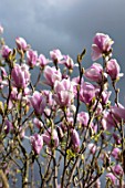 FELLEY PRIORY, NOTTINGHAMSHIRE: PINK FLOWERS OF MAGNOLIA CHARLES COATES. TREE, SPRING, ENGLISH, COUNTRY, GARDEN, BLOOMS