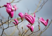 FELLEY PRIORY, NOTTINGHAMSHIRE: PINK FLOWERS OF MAGNOLIA SPECTRUM. TREE, SPRING, ENGLISH, COUNTRY, GARDEN, BLOOMS