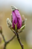 FELLEY PRIORY, NOTTINGHAMSHIRE: PINK FLOWERS OF MAGNOLIA SUSAN. TREE, SPRING, ENGLISH, COUNTRY, GARDEN, BLOOMS