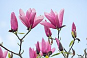 FELLEY PRIORY, NOTTINGHAMSHIRE: PINK FLOWERS OF MAGNOLIA STAR WARS. TREE, SPRING, ENGLISH, COUNTRY, GARDEN, BLOOMS