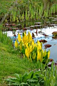 FELLEY PRIORY, NOTTINGHAMSHIRE: POND WITH SKUNK CABBAGE - LYSICHITON AMERICANUS. AGM, SKUNK, CABBAGE, MARGINAL, AQUATIC, SPRING, APRIL, PERENNIAL, FLOWER, FLOWERS