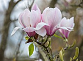 FELLEY PRIORY, NOTTINGHAMSHIRE: PINK FLOWERS OF MAGNOLIA DENUDATA FORRESTS PINK. TREE, SPRING, ENGLISH, COUNTRY, GARDEN, BLOOMS