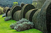 FELLEY PRIORY, NOTTINGHAMSHIRE: CLIPPED TOPIARY YEW HEDGING WITH LAVENDER, SPRING, HEDGE, HEDGES, GREEN, FORMAL, COUNTRY, GARDEN, ENGLISH