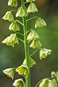 FELLEY PRIORY, NOTTINGHAMSHIRE: CLOSE UP PLANT PORTRAIT OF THE GREEN FLOWER OF FRITILLARIA PERSICA IVORY BELLS. GREEN, WHITE, CREAM, SPRING, APRIL