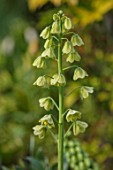 FELLEY PRIORY, NOTTINGHAMSHIRE: CLOSE UP PLANT PORTRAIT OF THE GREEN FLOWER OF FRITILLARIA PERSICA IVORY BELLS. GREEN, WHITE, CREAM, SPRING, APRIL