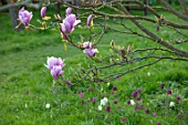 FELLEY PRIORY, NOTTINGHAMSHIRE: PINK FLOWERS OF MAGNOLIA CHARLES COATES WITH SNAKES HEAD FRITILLARIES BELOW. FRITILLARIA MELEAGRIS. TREE, SPRING, ENGLISH, COUNTRY, GARDEN, BLOOMS