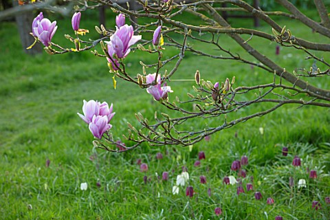 FELLEY_PRIORY_NOTTINGHAMSHIRE_PINK_FLOWERS_OF_MAGNOLIA_CHARLES_COATES_WITH_SNAKES_HEAD_FRITILLARIES_