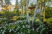 MORTON HALL, WORCESTERSHIRE: WHITE TRUNK OF BIRCHES, WHITE NARCISSUS AND WOODEN JAPANESE TEA HOUSE, SPRING, BULBS, TRUNK, BIRCH, BETULA, GARDEN, BUILDING, ENGLISH