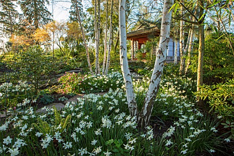 MORTON_HALL_WORCESTERSHIRE_WHITE_TRUNK_OF_BIRCHES_WHITE_NARCISSUS_AND_WOODEN_JAPANESE_TEA_HOUSE_SPRI