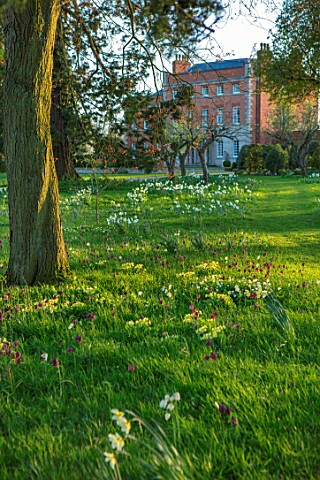 MORTON_HALL_WORCESTERSHIRE_MEADOW_PLANTING_OF_NARCISSUS_PRIMROSES_AND_ERYTHRONIUMS_SPRING_ENGLISH_CO