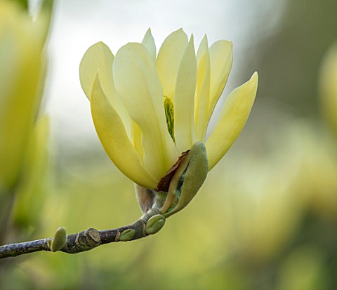 MORTON_HALL_WORCESTERSHIRE_CLOSE_UP_PLANT_PORTRAIT_OF_THE_YELLOW_FLOWER_OF_A_MAGNOLIA_BUTTERFLIES_TR