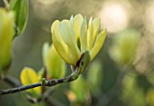 MORTON HALL, WORCESTERSHIRE: CLOSE UP PLANT PORTRAIT OF THE YELLOW FLOWER OF A MAGNOLIA BUTTERFLIES. TREE, SHRUB, SPRING, CREAM, DECIDUOUS