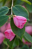 MORTON HALL, WORCESTERSHIRE: CLOSE UP PLANT PORTRAIT OF THE PINK FLOWER OF CAMELLIA CORNISH SPRING. SHRUBS, SHRUB, EVERGREEN, FLOWER, FLOWERS, BLOOMING, SPRING
