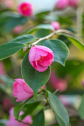 MORTON_HALL_WORCESTERSHIRE_CLOSE_UP_PLANT_PORTRAIT_OF_THE_PINK_FLOWER_OF_CAMELLIA_CORNISH_SPRING_SHR