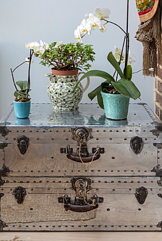 LONDON_HOUSE_DESIGNED_BY_JULIE_SIMONSEN_DETAIL_OF_ORCHIDS_IN_POTS_ON_VINTAGE_STUDDED_SUITCASES