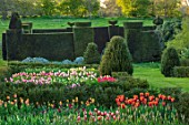 WARDINGTON MANOR, OXFORDSHIRE: SPRING - TULIPS PLANTED FOR CUTTING. GARDEN, YEW, TOPIARY, HEDGES, HEDGING, TAXUS, BEDS, BULBS, COTTAGE