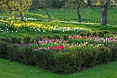 WARDINGTON MANOR, OXFORDSHIRE: SPRING - TULIPS PLANTED FOR CUTTING. GARDEN, YEW, HEDGES, HEDGING, TAXUS, BEDS, BULBS, COTTAGE, DAFFODILS, MEADOW