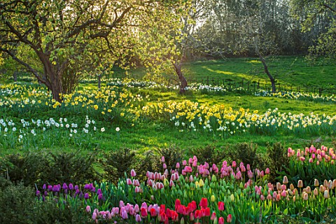WARDINGTON_MANOR_OXFORDSHIRE_SPRING__TULIPS_PLANTED_FOR_CUTTING_GARDEN_YEW_HEDGES_HEDGING_TAXUS_BEDS