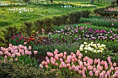 WARDINGTON MANOR, OXFORDSHIRE: SPRING - TULIPS PLANTED FOR CUTTING. GARDEN, YEW, HEDGES, HEDGING, TAXUS, BEDS, BULBS, COTTAGE, DAFFODILS, MEADOW
